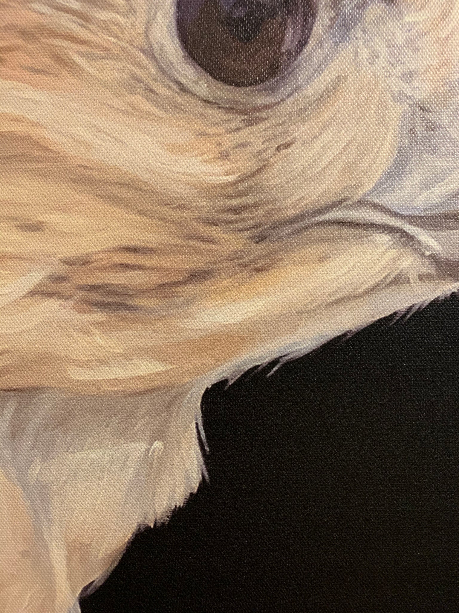 Falcon