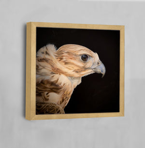 Falcon